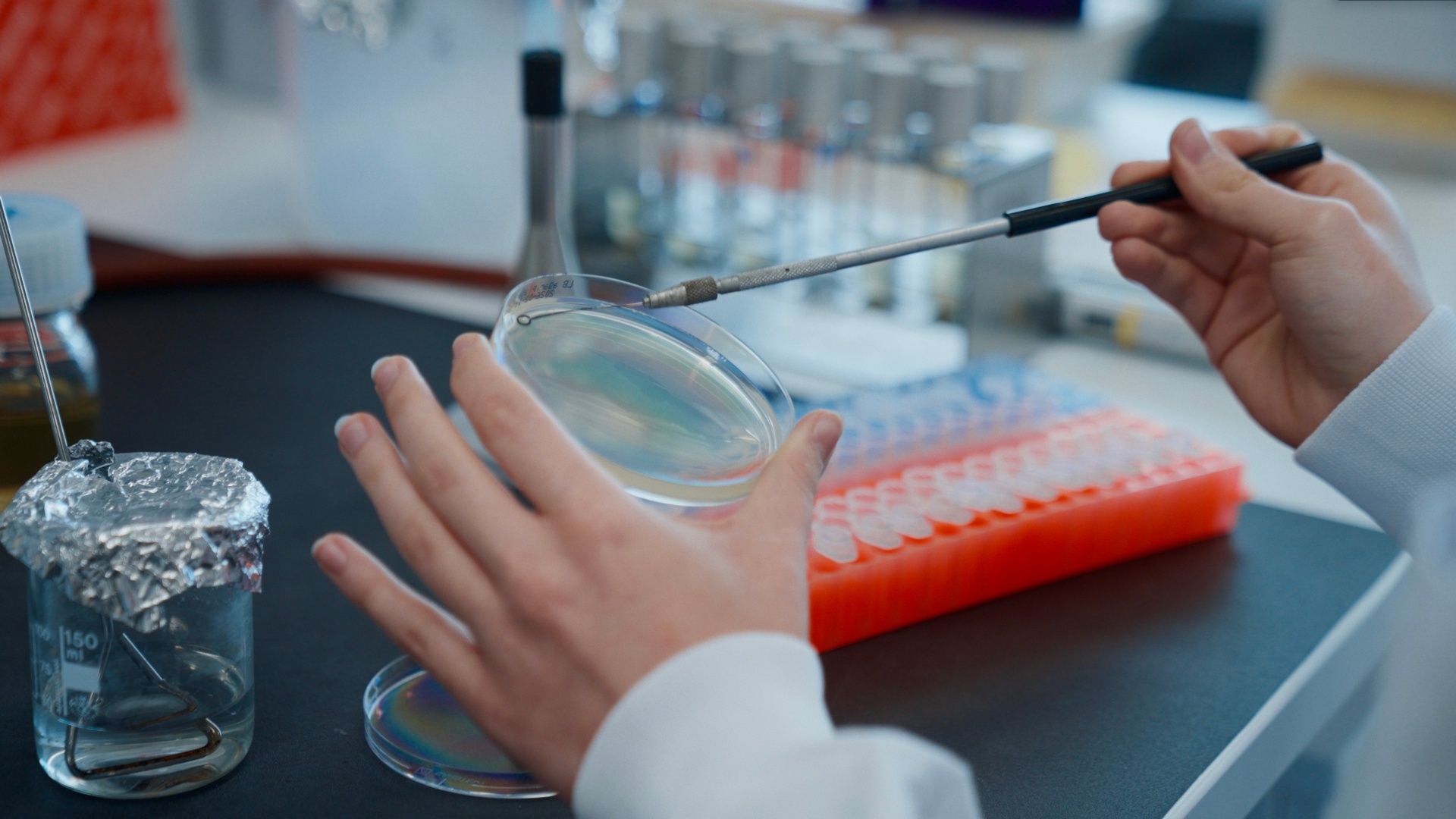 Biology Maturaarbeit